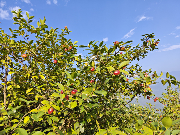 2024年10月29日,孟彦镇宝霞村油茶种植基地,油茶果挂满枝头,拍摄者:杨梓琴